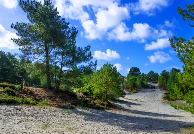 Schoorl dunes