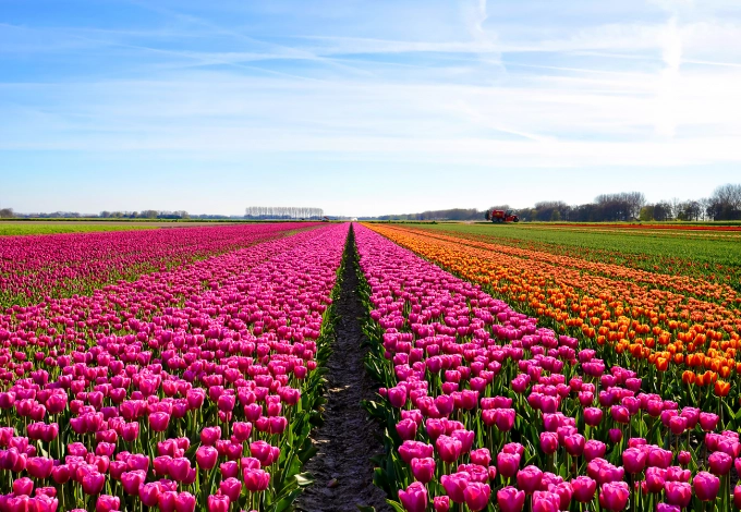 flower bulb fields